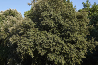 Dąb ostrolistny - Quercus ilex