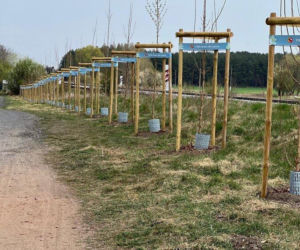 Więcej drzew w Lesznie