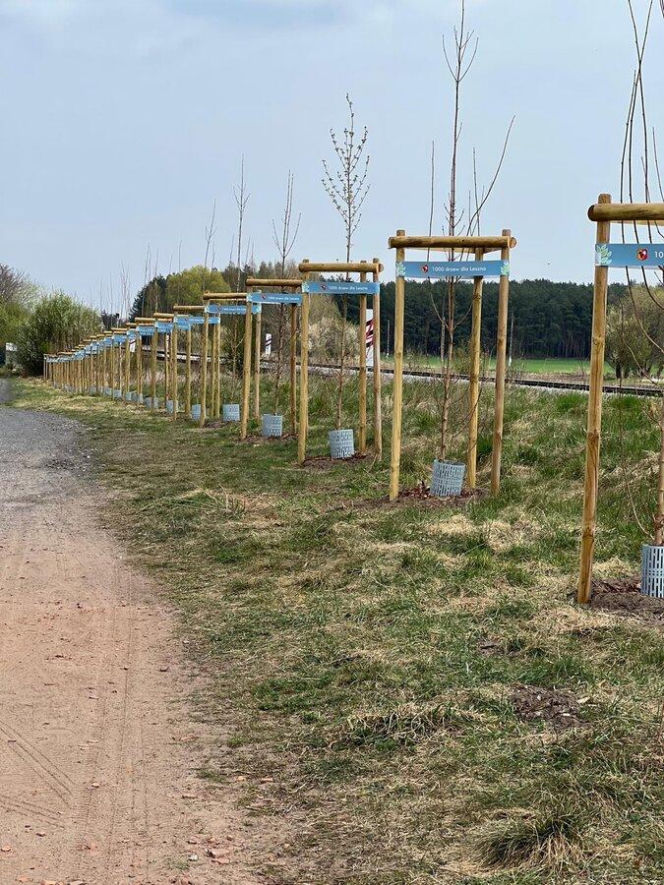 Więcej drzew w Lesznie