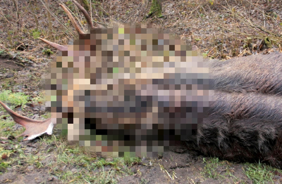 Makabryczne odkrycia przy budowie A2 na Mazowszu. Niewytłumaczalna fala zabójstw