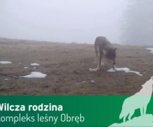 Wilki pod Górą Kalwarią