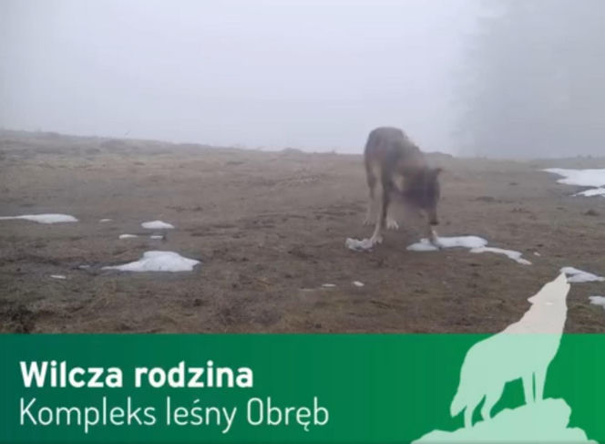 Wilki pod Górą Kalwarią