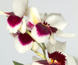 Miltonia