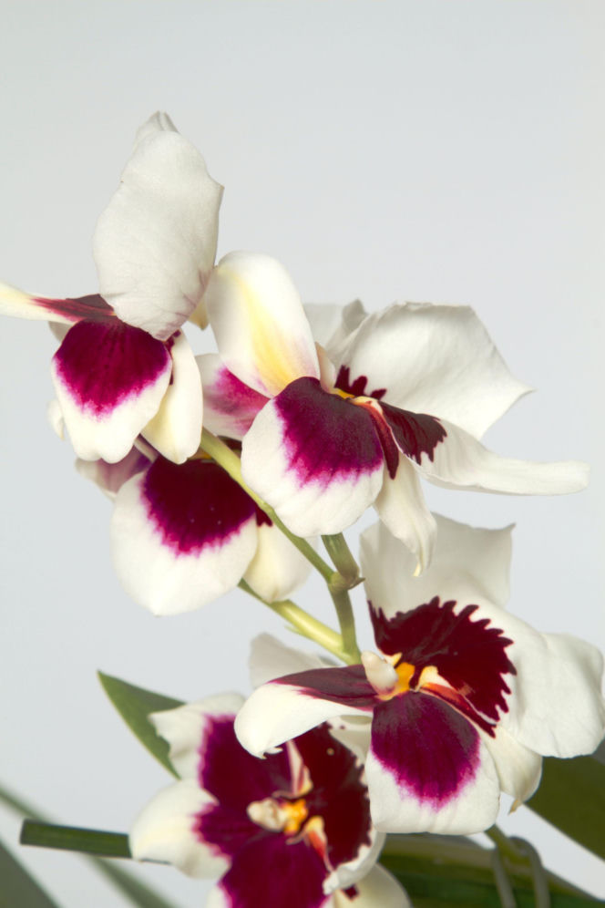 Miltonia