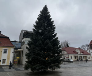 Wielki choinka stanęła na Rynku Kościuszki