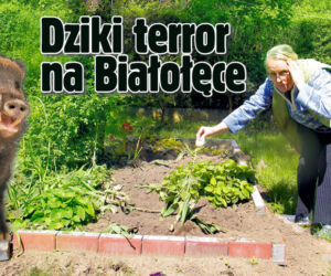 Dziki terror na Białołęce