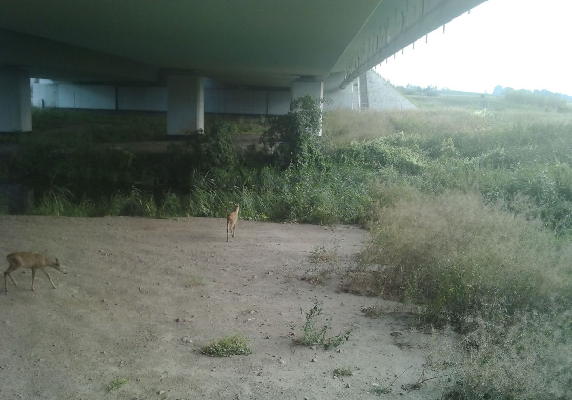 Dzikie zwierzęta przechodzą przez autostrady i trasy szybkiego ruchu