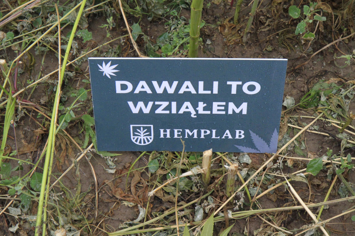 Żniwa konopi Lublin
