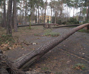 Niszczycielska wichura w Bydgoszczy [ZDJĘCIA]