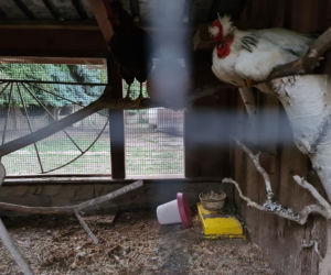 Dramat zwierząt w mini ZOO w Kałkowie