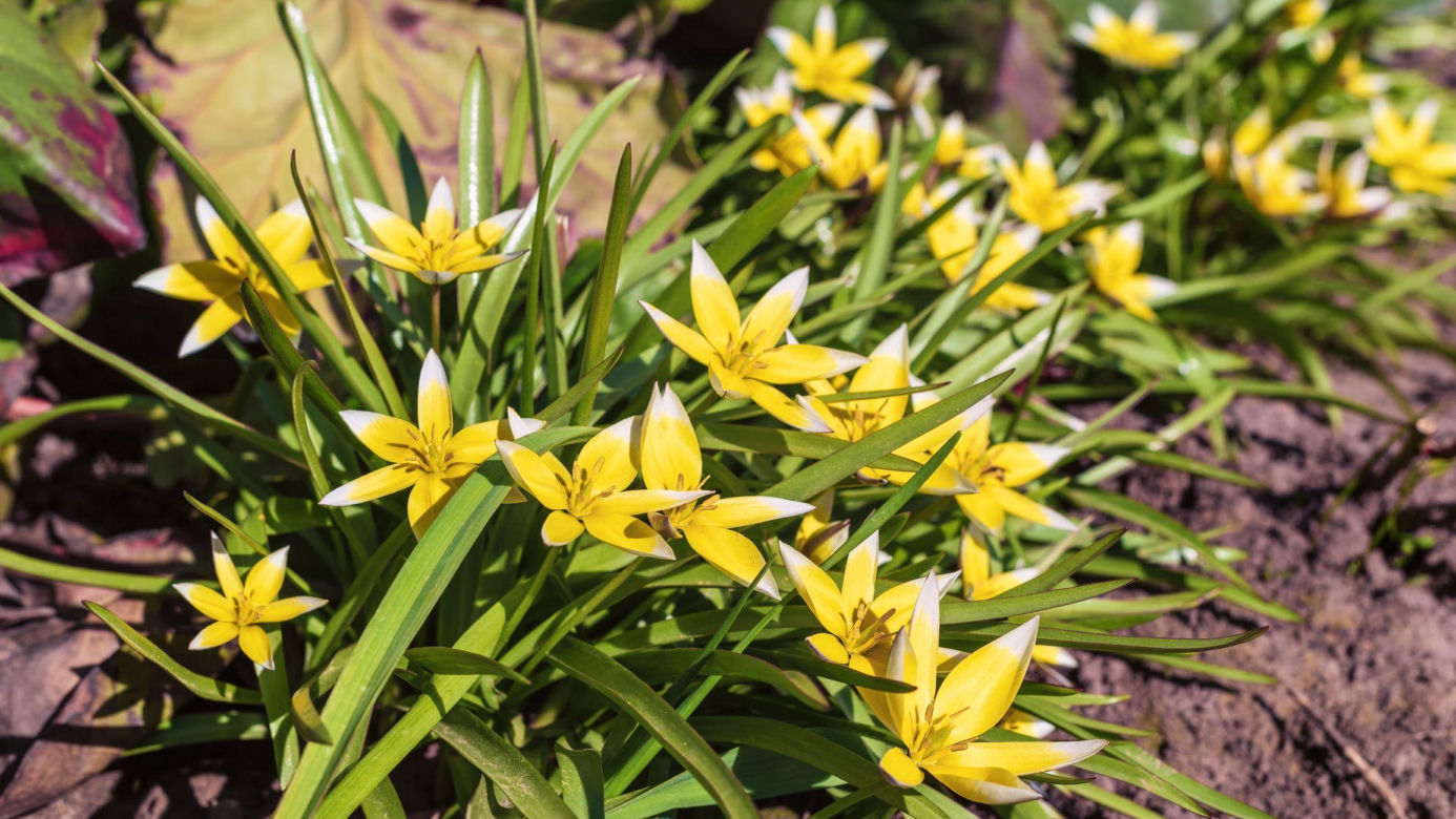 Tulipany Tarda