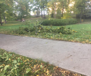 Powiśle. Halny łamał gigantyczne drzewa jak zapałki i przewracał je na samochody!