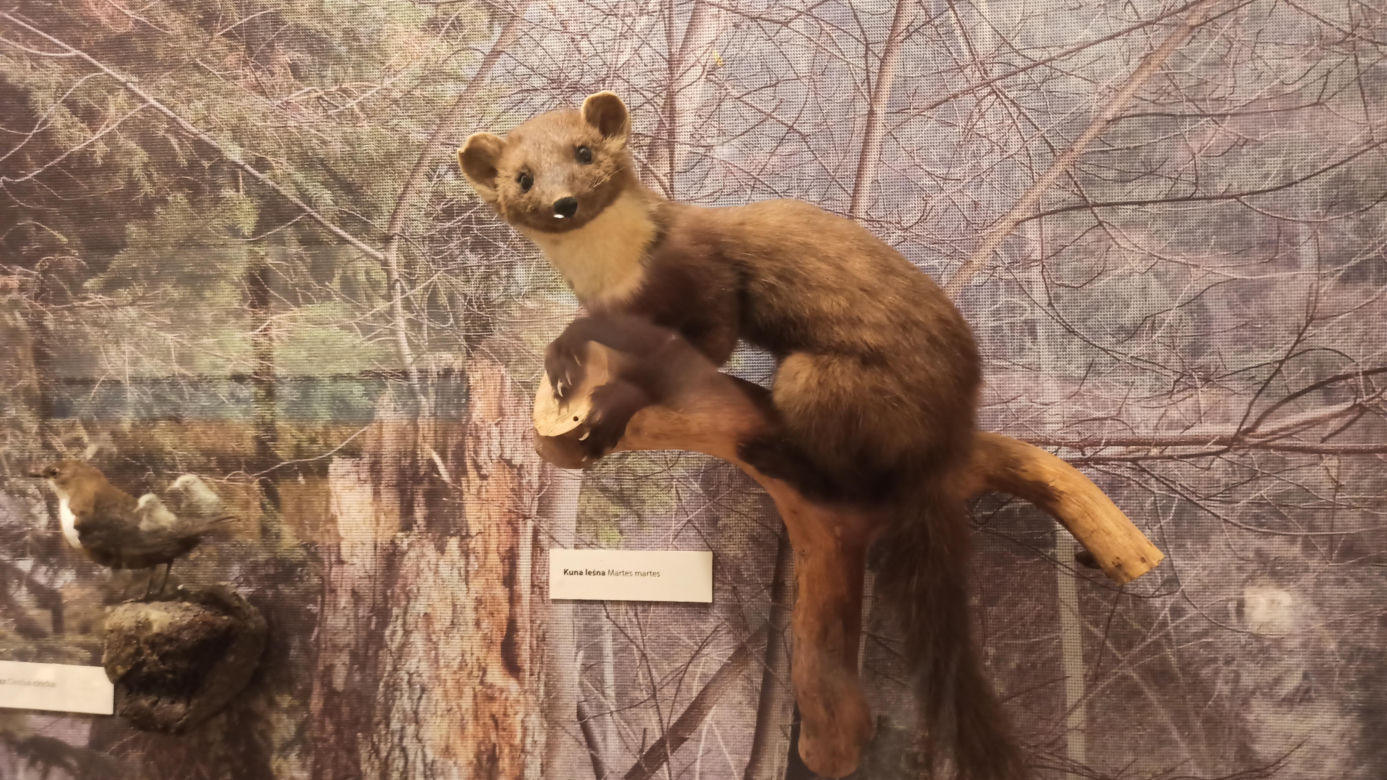 Muzeum Przyrody w Olsztynie. Poznajcie faunę oraz florę Warmii i Mazur