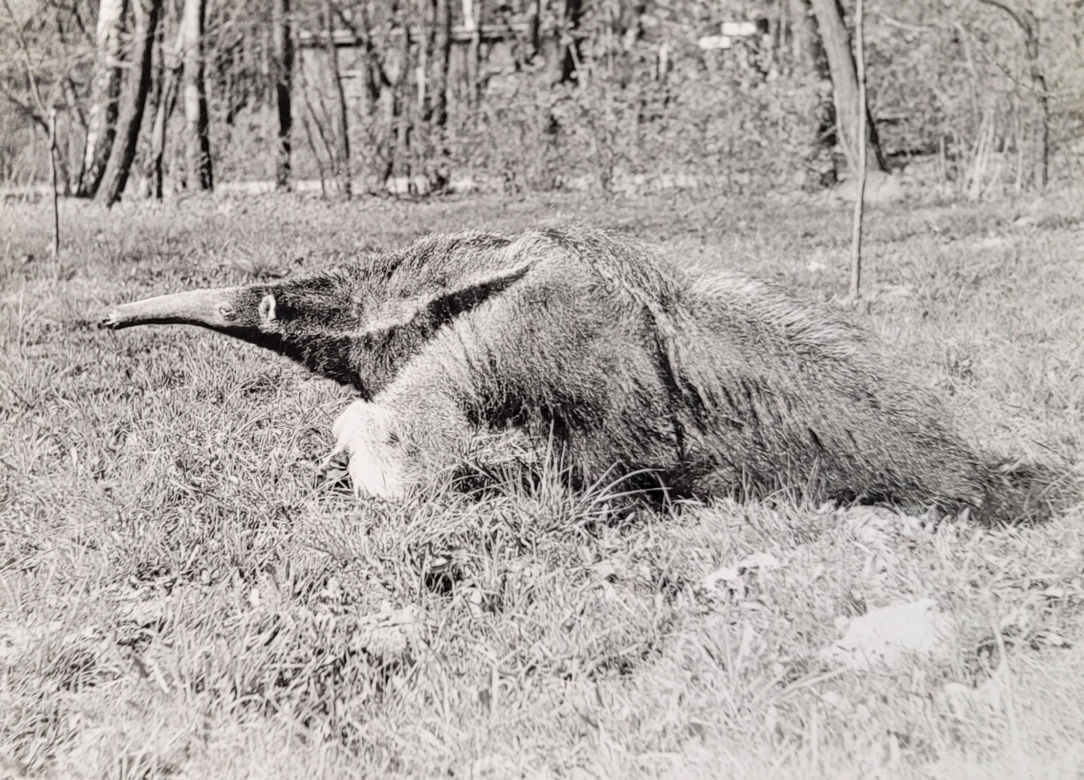 Łódzkie zoo w latach 70.