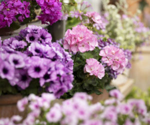 Pelargonie