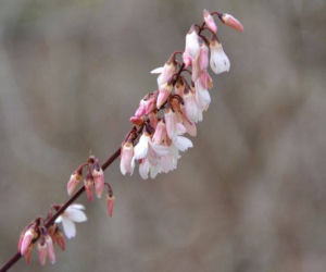 Abeliofylum koreańskie, Abeliophyllum distichum