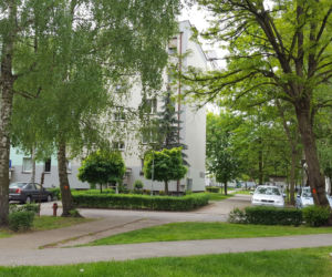 Na pomarańczowo - do wycięcia. Drzewa na ul. Niemieckiej