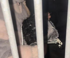 Doda ratuje psy przed mrozem