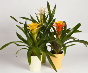 Guzmania