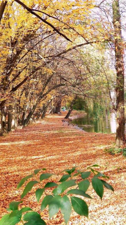 Park Miejski jesienią