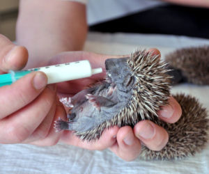 Ocalili jeże z płonącej łąki