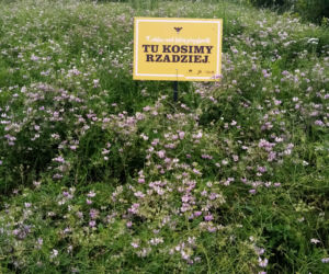 Łąki kwietne Lublina