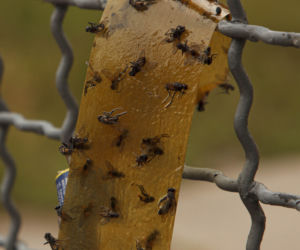 Zżerają nas muchy
