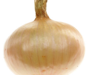 Cebula zwyczajna