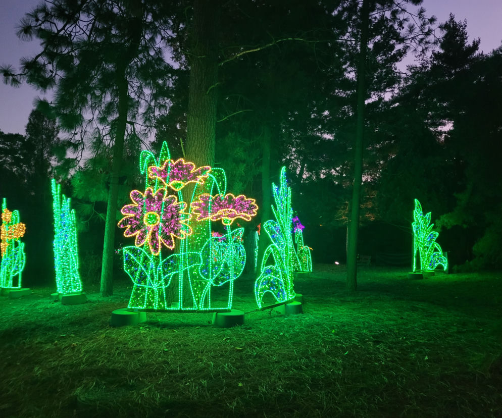 Otwarcie parku iluminacji w Poznaniu