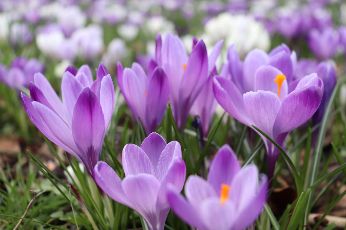 Krokus