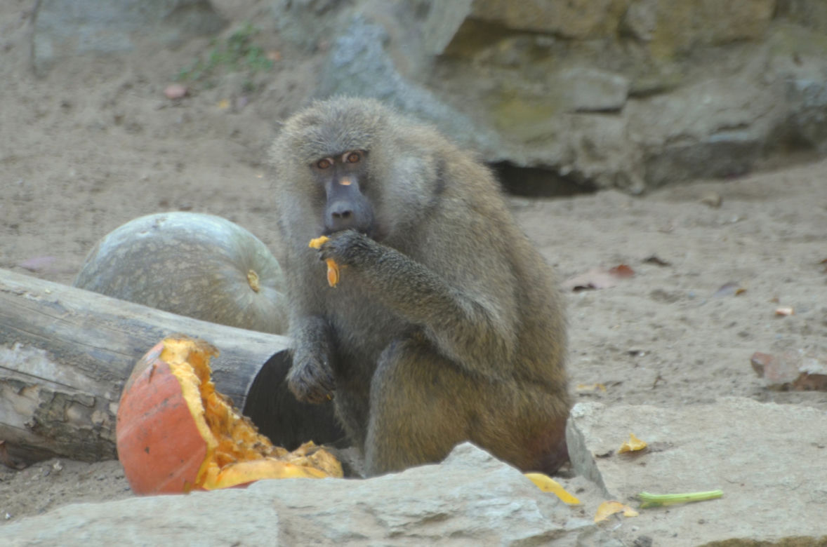 Zoo Wrocław: Pawiany masajskie