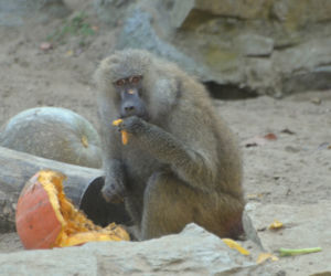 Zoo Wrocław: Pawiany masajskie