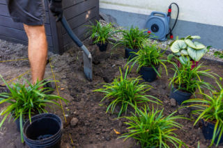 Jak kupować i sadzić rośliny wiosną? Mamy wskazówki!