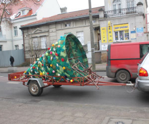 Dziargana choinka w Kościanie