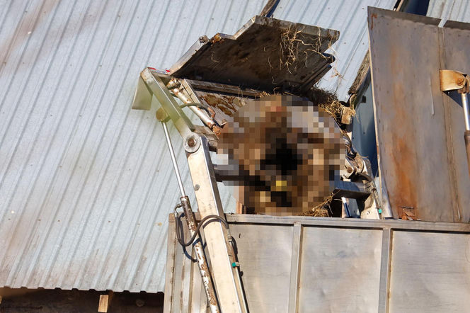 Horror koło Ostródy. Zwierzęta konały bez światła, wody i jedzenia