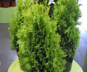 Żywotnik zachodni ‘Jantar’ 
