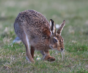 Pogańskie korzenie w chrześcijańskim święcie. Bogini płodności przemieniała się w zająca. A to dopiero początek