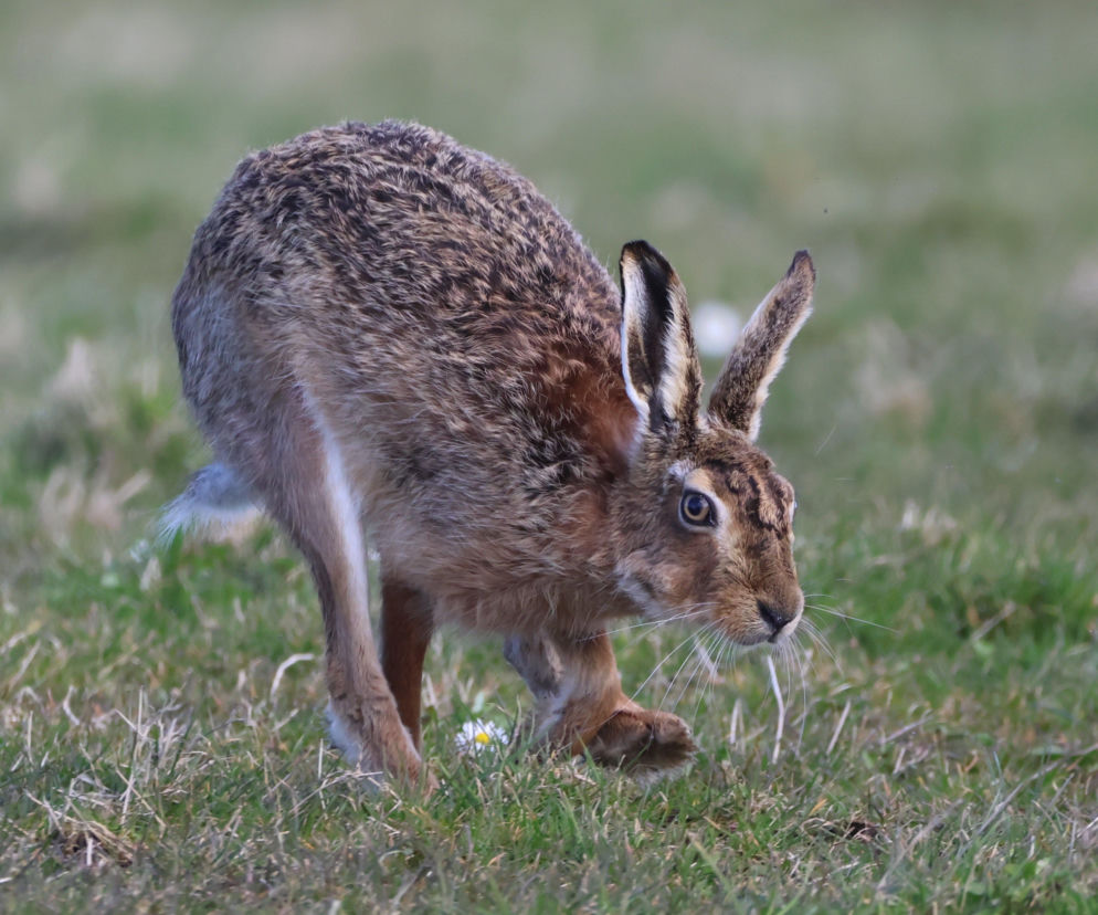 Pogańskie korzenie w chrześcijańskim święcie. Bogini płodności przemieniała się w zająca