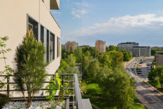 Platany i sosny patrzą na nas z góry, a posadzili je za pomocą dźwigu rok temu. Apartamenty ogrodowe i drzewa na fasadzie