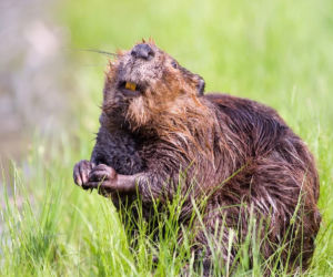 To niezwykle pożyteczne zwierzęta. Dzisiaj Międzynarodowy Dzień Bobra 