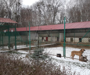 Wioślarze AZS-u Toruń zbierają koce, kołdry i karmę dla schroniska dla zwierząt. Pomożecie?