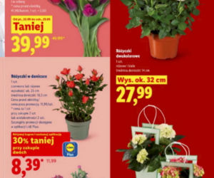 Dzień Matki w Lidlu