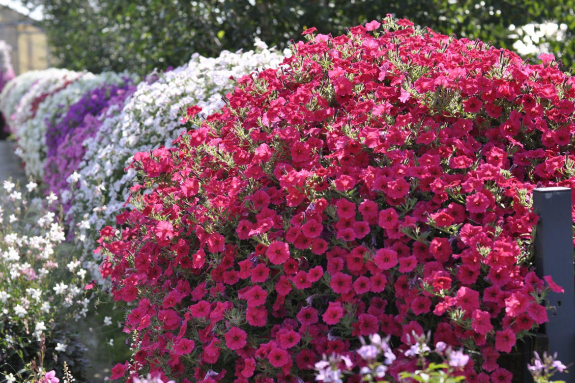 Supertunia Vista