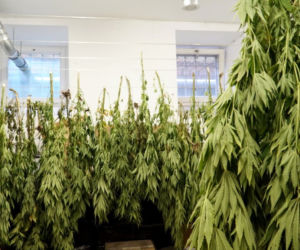 Przydomowa plantacja konopi zlikwidowana