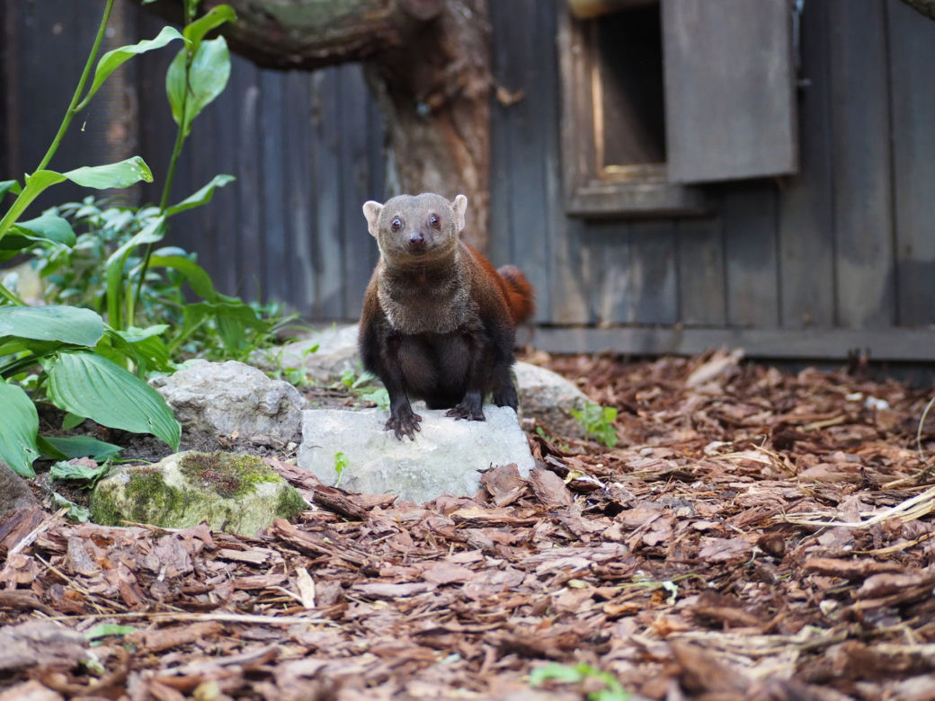 Nowy mieszkaniec warszawskiego zoo. Już niebawem będzie można zobaczyć galidię