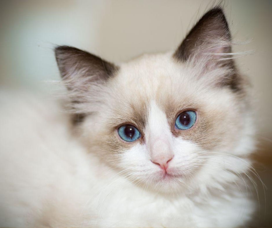 Ragdoll