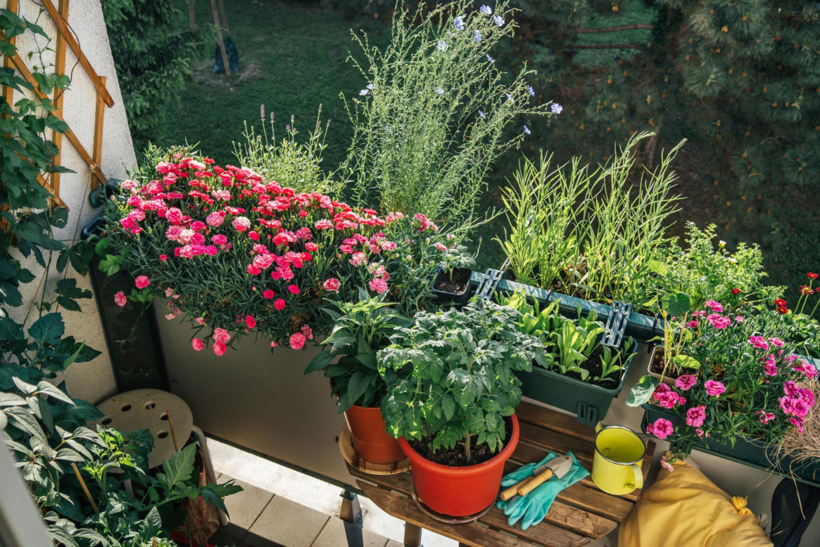 Balkon pełen ziół i kwiatów