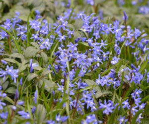 Śnieżnik sardyński, Chionodoxa sardensis