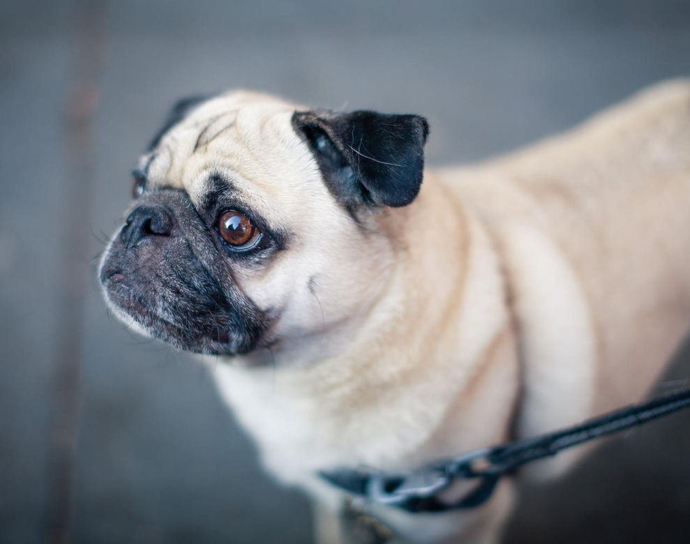 Mops