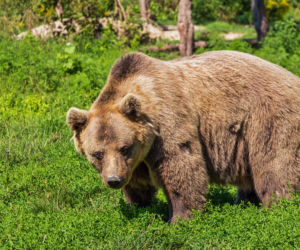 Akcent ZOO, Park im. Konstytucji 3 Maja, Park Poniatowskiego